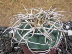 Gymnocalycium cardenasianum JO 604 pot 5,5 cm