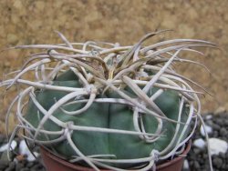 Gymnocalycium cardenasianum JO 604 pot 5,5 cm - 12397826