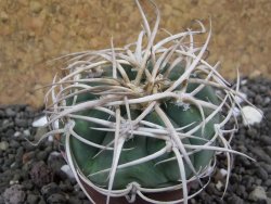 Gymnocalycium cardenasianum JO 604 pot 5,5 cm - 12397827