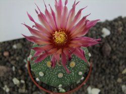 Astrophytum  asterias X red flower oibo akabana, pot 5,5 cm