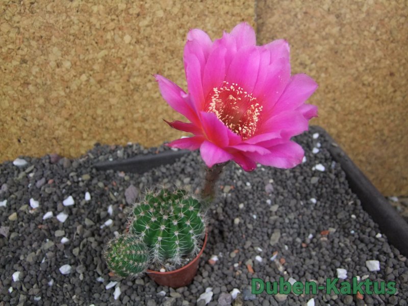 Echinopsis hybrid pot 5,5 cm