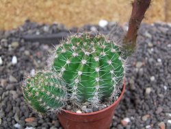 Echinopsis hybrid pot 5,5 cm - 12397948