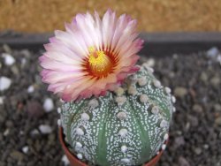Astrophytum  asterias X red flower oibo akabana, pot 5,5 cm