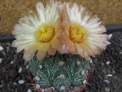Astrophytum X Super Kabuto pot 5,5 cm