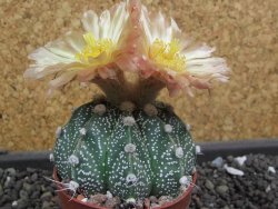 Astrophytum X Super Kabuto pot 5,5 cm - 12398037