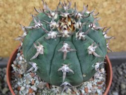 Gymnocalycium spegazzinii unguispinum SL 44b, pot 8,5 cm