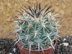 Coryphantha dificilis Cero Bola pot 5,5 cm