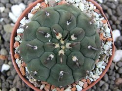 Gymnocalycium vatteri unguispinum, pot 5,5 cm