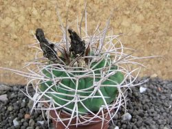 Gymnocalycium mazanense polycephalum VS 46 Cuipan, pot 5,5 cm - 12398141