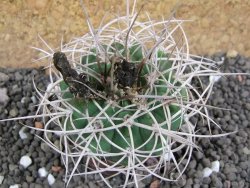 Gymnocalycium mazanense polycephalum VS 46 Cuipan, pot 5,5 cm - 12398142