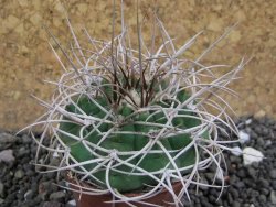 Gymnocalycium mazanense polycephalum VS 46 Cuipan, pot 5,5 cm - 12398144