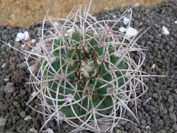 Gymnocalycium mazanense polycephalum VS 46 Cuipan, pot 5,5 cm - 12398145