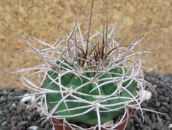 Gymnocalycium mazanense polycephalum VS 46 Cuipan, pot 5,5 cm - 12398146