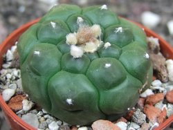 Astrophytum asterias nudum kiko, pot 5,5 cm