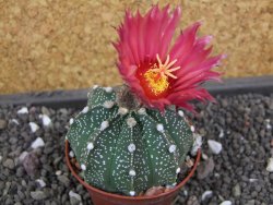 Astrophytum  capricorne X red flower oibo akabana, pot  cm