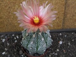 Astrophytum  capricorne X red flower oibo akabana, pot 8 cm