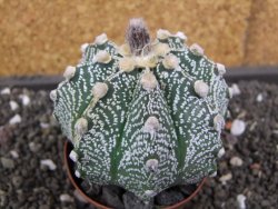 Astrophytum  capricorne X red flower oibo akabana, pot 8 cm - 12398265