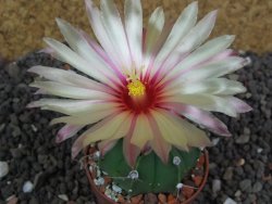 Astrophytum  crassispinum X red flower oibo akabana, pot 5,5 cm