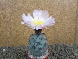 Tephrocactus geometricus pot 5,5 cm