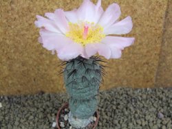 Tephrocactus geometricus pot 5,5 cm