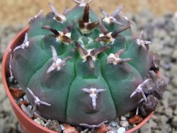 Gymnocalycium vatteri unguispinum, pot 5,5 cm