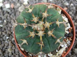 Gymnocalycium spegazzinii unguispinum, pot 5,5 cm