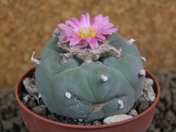Lophophora fricii pot 7 cm - 12398423
