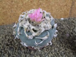 Lophophora fricii pot 7 cm