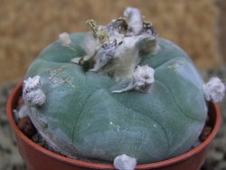Lophophora difusa Rio Blanco, pot 5,5 cm - 12398431