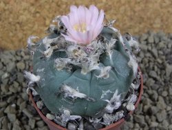 Lophophora williamsii Sra d l Paila, pot 6,5 cm
