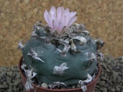 Lophophora williamsii Sra d l Paila, pot 6,5 cm - 12398437