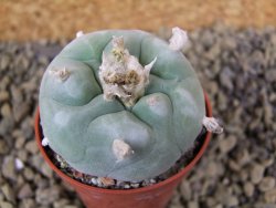 Lophophora difusa Rio Blanco, pot 5,5 cm