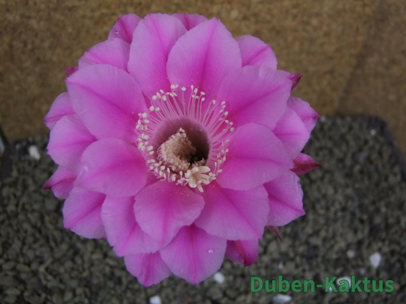 Echinopsis hybrid pot 7 cm