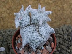 Asrophytum coahuilense Hakuran tricostatum pot 5,5 cm