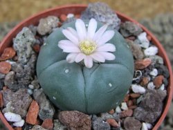 Lophophora williamsii Sra d l Paila, pot 6,5 cm