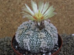Astrophytum Hanazano Kabuto Star Ship, pot 8 cm