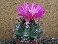 Thelocactus heterochromus Rodeo, Dur. pot 7 cm