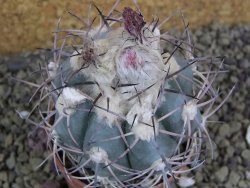 Echinocactus horizonthalonius km 138 El Hundido, pot 7 cm - 12398604