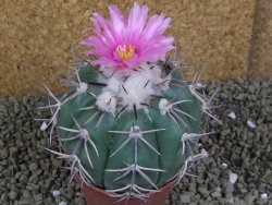 Echinocactus horizonthalonius, pot 8,5 cm Grafted, Roubovaný