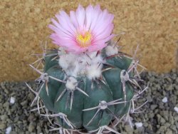 Echinocactus horizonthalonius, pot 6,5 cm Grafted, Roubovaný