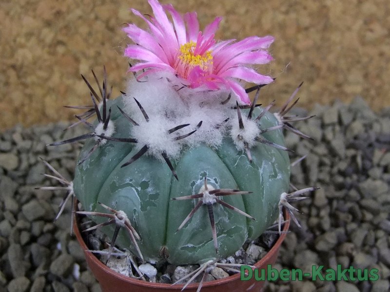 Echinocactus horizonthalonius La Apples, pot 5,5 cm