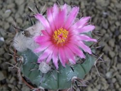 Echinocactus horizonthalonius La Apples, pot 5,5 cm - 12398654