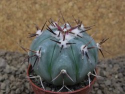 Echinocactus horizonthalonius La Apples, pot 5,5 cm