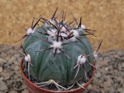 Echinocactus horizonthalonius La Apples, pot 5,5 cm - 12415298