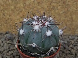 Echinocactus horizonthalonius La Apples, pot 5,5 cm - 12415299