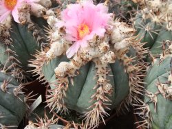 Echinocactus horizonthalonius La Apples, pot 5,5 cm - 12415552