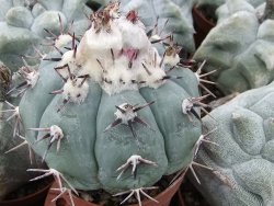 Echinocactus horizonthalonius La Apples, pot 5,5 cm - 12415555