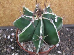 Astrophytum Dinosaur X ornatum pot 10 cm