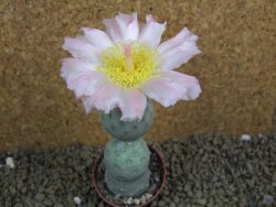 Tephrocactus geometricus pot 5,5 cm