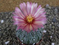 Astrophytum  Hanazano X red flower oibo akabana, pot 5,5 cm